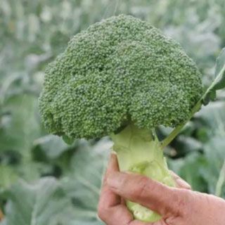 ブロッコリー 種 【 勇麟 （R0－946） 】 2000粒 | 農業屋.com