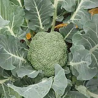 ブロッコリー 種 【 勇麟 （R0－946） 】 2000粒 | 農業屋.com