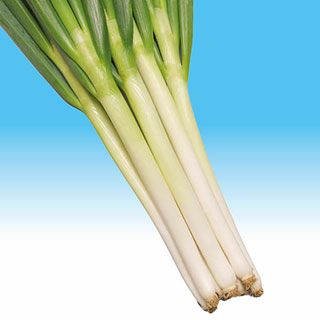 ネギ 種 【 冬月の雫 】 小袋 | 農業屋.com