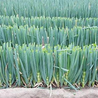 ネギ 種 【 冬月の雫 】 小袋 | 農業屋.com