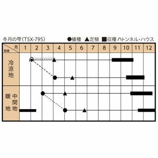 ネギ 種 【 冬月の雫 】 小袋