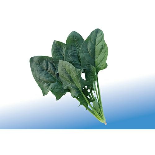  ホウレンソウ 種 【 サマージュリオン （ＴＳＸ－718）】 種子 小袋（約30ml）