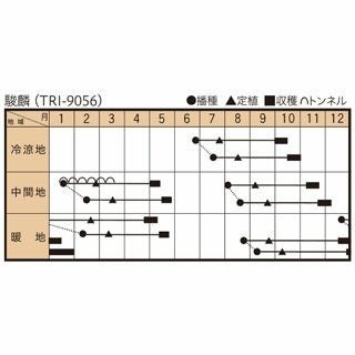 ブロッコリー 種 【 駿麟 （ＴＲＩ－9056） 】 ペレット5千粒
