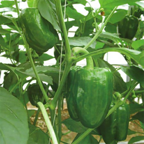 ピーマン 種 【 ちぐさ 】 500粒　( 野菜の種 )