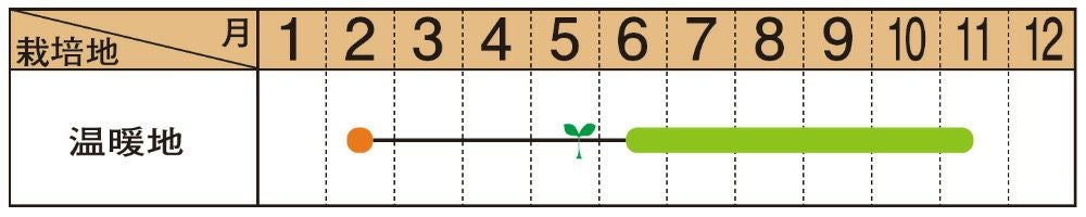 ピーマン 種 【 ちぐさ 】 500粒　( 野菜の種 )