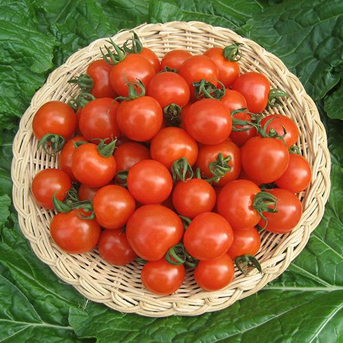 トマト 種 【 べにすずめ 】 小袋（12粒） ( トマトの種 )