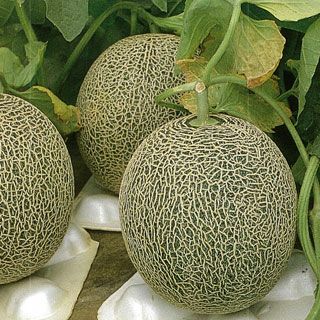 メロン 種 【タカミ】 10粒