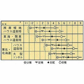 メロン 種 【タカミ】 10粒