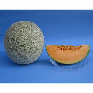 メロン 種 【 タカミレッド 】 10粒