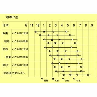 メロン 種 【 タカミレッド 】 10粒