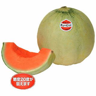 メロン 種 【 キューピットＮＯＶＡ 】 100粒