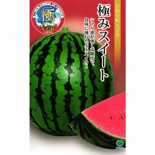  スイカ 種 【 極みスイート 】 小袋 (6粒）