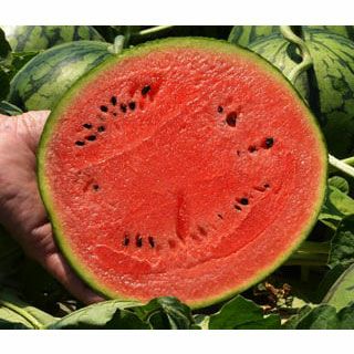  スイカ 種 【 極みスイート 】 小袋 (6粒）