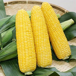 果樹苗 【 桃 ひめこなつ 1年生苗木 】 品種 ひめこなつ 品種登録番号