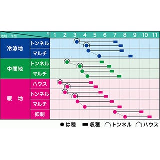とうもろこし 種 【サニーショコラライラ】 2,000粒