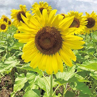 緑肥 種 【 景観用 ひまわり クリアスマイル 】 500g | 農業屋.com