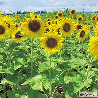 緑肥 種 【 景観用 ひまわり クリアスマイル 】 500g | 農業屋.com