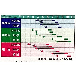 トウモロコシ 種 【 サニーショコラ88 】 小袋 ( とうもろこしの種 )