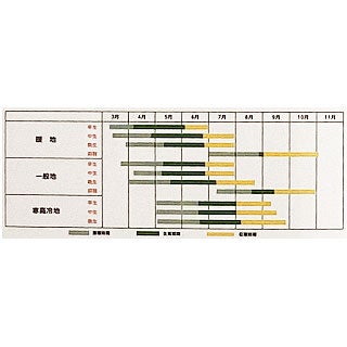 トウモロコシ 種 【 ドルチェドリーム 】 小袋 ( とうもろこしの種 )