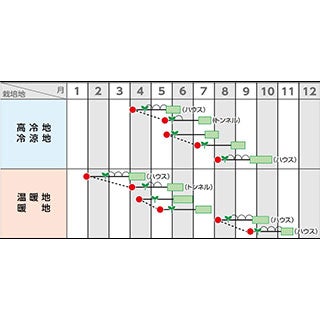 インゲン 種 【 つるなし菜豆 サクサク王子ネオ 】 実咲小袋
