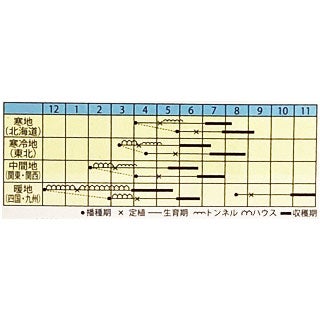 カボチャ 種 【 あまうま栗カボチャ 】 小袋