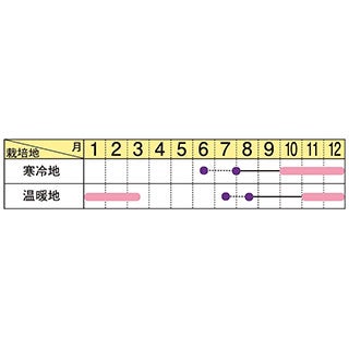 葉牡丹 種 【 ローブ　ホワイト 】 1000粒 （ ハボタンの種 ）