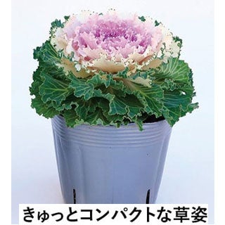葉牡丹 種 【 ローブ　ピンクバイカラー 】 1000粒 （ ハボタンの種 ）