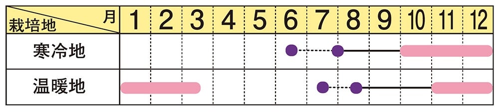 葉牡丹 種 【 ローブ　ピンクバイカラー 】 1000粒 （ ハボタンの種 ）