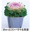  葉牡丹 種 【 ローブ　レッド 】 1000粒 （ ハボタンの種 ）