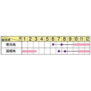  葉牡丹 種 【 ローブ　レッド 】 1000粒 （ ハボタンの種 ）