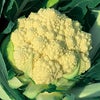 カリフラワー 種 【 白系ロマネスコ ミルキースパイラル 】コート 50粒