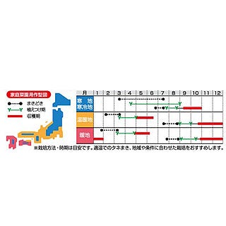  ブロッコリー 種 【 よくばり 】 実咲小袋