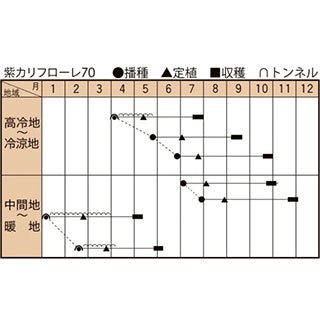 カリフラワー 種 【 紫カリフローレ70 】 200粒