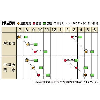 ホウレンソウ 種 【 ワイルドホープ 】 M3万粒 ( ホウレンソウの種 )