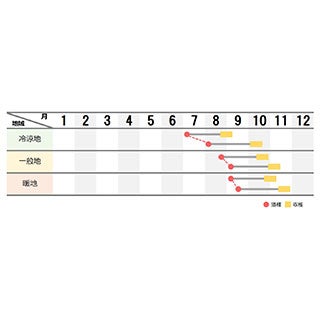 ダイコン 種 【 信虎 】 ペレット5千粒