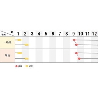  ダイコン 種 【 景虎 】 キダネ8千粒