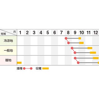 ダイコン 種 【 直虎 】 コート5千粒