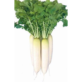 ダイコン 種 【 直虎 】 キダネ8千粒