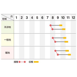 ダイコン 種 【 武虎 】 コート5千粒