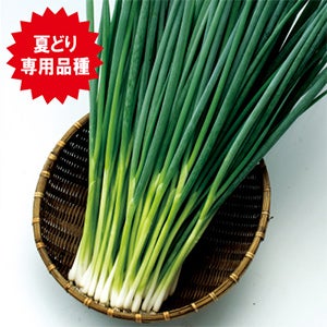 ネギ 種 【 ブラックサマー 】 1L ( ネギの種 )