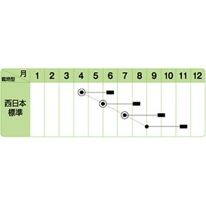 ネギ 種 【 ブラックサマー 】 1L ( ネギの種 )