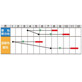 ネギ 種 【 すさまる 】 1L ( ネギの種 )