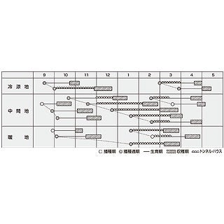 ホウレンソウ 種 【 スナイパー 】 プライミングM3万粒 ( ホウレンソウの種 )
