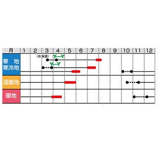 そら豆 種 【多空の春 （おおぞらのはる）】 1L
